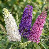 Green boutiQ - Trädgårdsväxt - Buddleja davidii Tricolour - Fjärilsbusk - Vinterhard - Blå - Rosa - Vit - 3 Växter - Kruka 17cm - Höjd 45cm
