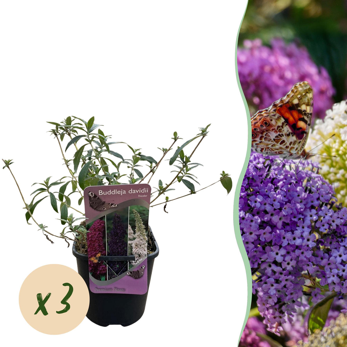 Green boutiQ - Vlinderstruik - Buddleja davidii Tricolour - Bloem Roze , Wit i Paars - 3 Växtn - 1m2 - Bladverliezend - Vlinderlokkend -  Kruka 17cm Hoogte 30cm