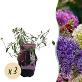 Green boutiQ - Vlinderstruik - Buddleja davidii Tricolour - Bloem Roze , Wit i Paars - 3 Växtn - 1m2 - Bladverliezend - Vlinderlokkend -  Kruka 17cm Hoogte 30cm