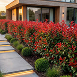 Kit haie Photinia Red Robin - H 25-35 cm, pot Ø9 cm