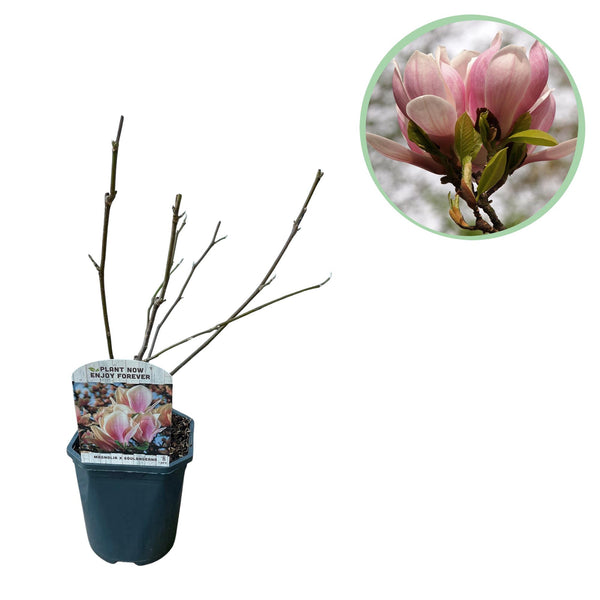 Green boutiQ - Heesters -  Magnolia Soulangiana  - Bloemen Licht Roze - 1 Plant - Bladverliezend - Weinig Onderhoud - Kruka 17cm Hoogte 45cm