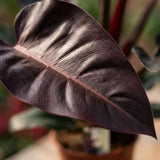 Green boutiQ - Kamerplant - Philodendron - Philodendron Imperial Red - Rood - Weinig onderhoud - 1 Plant - Kruka 19cm - Hoogte 60cm