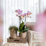 Kolibri Orchids | Set van witte orchidee Zürich i Succulent in Tube sierpot Sand - potmaat Ø9cm | bloeiende kamerplant - vers van de kweker