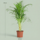 Green boutiQ - Kamerplant - Goudpalm - Dypsis Lutescens Areca - Groen - Weinig onderhoud - 1 Plant - Kruka 21cm - Hoogte 90 - 100cm