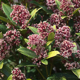 1x - Terrasplant - Skimmia japonica Rubella - Bloem Rood - 40+ Bloemen - 1 Plant - Winterhard - Kruka 19cm Hoogte 60cm