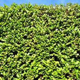 Green boutiQ - Haagväxtn - Ligustrum ovalifolium -  blad groen - 6 växtn - 1 strekkende meter - groenblijvend - kruka 17cm hoogte 55cm