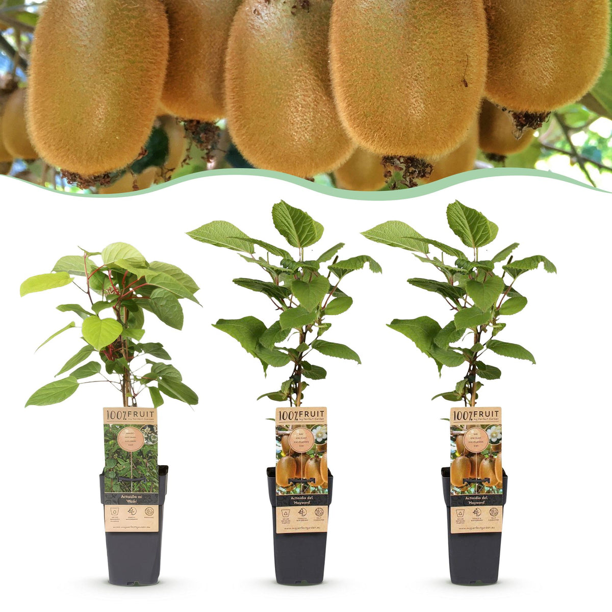 Kiwis Hayward et Weiki - 1 mâle et 2 femelles - 3 plants - H 50 cm, pot Ø15 cm