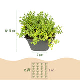 Vivaces alpines en mélange - H 10-12 cm, pot Ø7 cm
