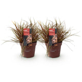 Green boutiQ - Siergrassen - Uncinia rubra Everflame  - Rood - 2 Växtn - Bladhoudend - Weinig Onderhoud - Kruka 17cm Hoogte 50cm
