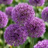 Ail d'ornement Purple Sensation - 120 bulbes