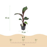 Green boutiQ - Fruitplant - Bananen plant - Ensete ventricosum Maurelli - Winterhard - 4 växtn - Kruka 17cm Hoogte 40cm