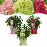 Green boutiQ - Trädgårdsväxt - Hydrangea panniculata Groundbreaker Blush - Greeny - Ruby - Pyramidhortensia - Kompakt - Rosa-Grön-Röd - 3 Växter - Kruka 14cm - Höjd 20-25cm