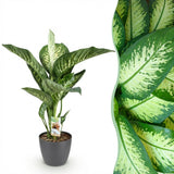 Green BoutiQ - Kamerväxtn - Diefenbachia Tropic Snow - Dieffenbachia - Weinig onderhoud - Groen - 1 Plant - met Potter Grijs - Kruka 21cm - Hoogte 90-100cm