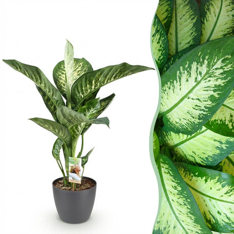 Green BoutiQ - Kamerväxtn - Diefenbachia Tropic Snow - Dieffenbachia - Weinig onderhoud - Groen - 1 Plant - met Potter Grijs - Kruka 21cm - Hoogte 90-100cm