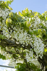 Wisteria floribunda Alba - Witte regen - Ø15cm - ↕65cm