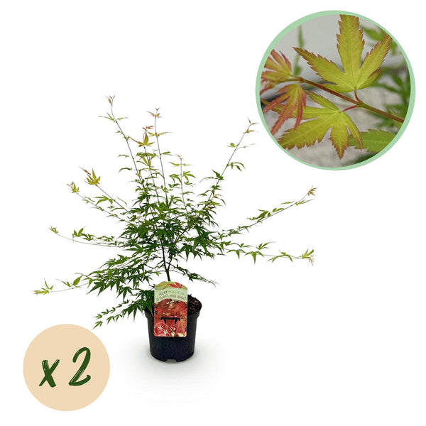 Green boutiQ - Terrasplant - Japanse Esdoorn - Acer palmatum Pink Dwarf - Roze - 2 Växtn - Bladverliezend - Kruka 19cm Hoogte 70cm