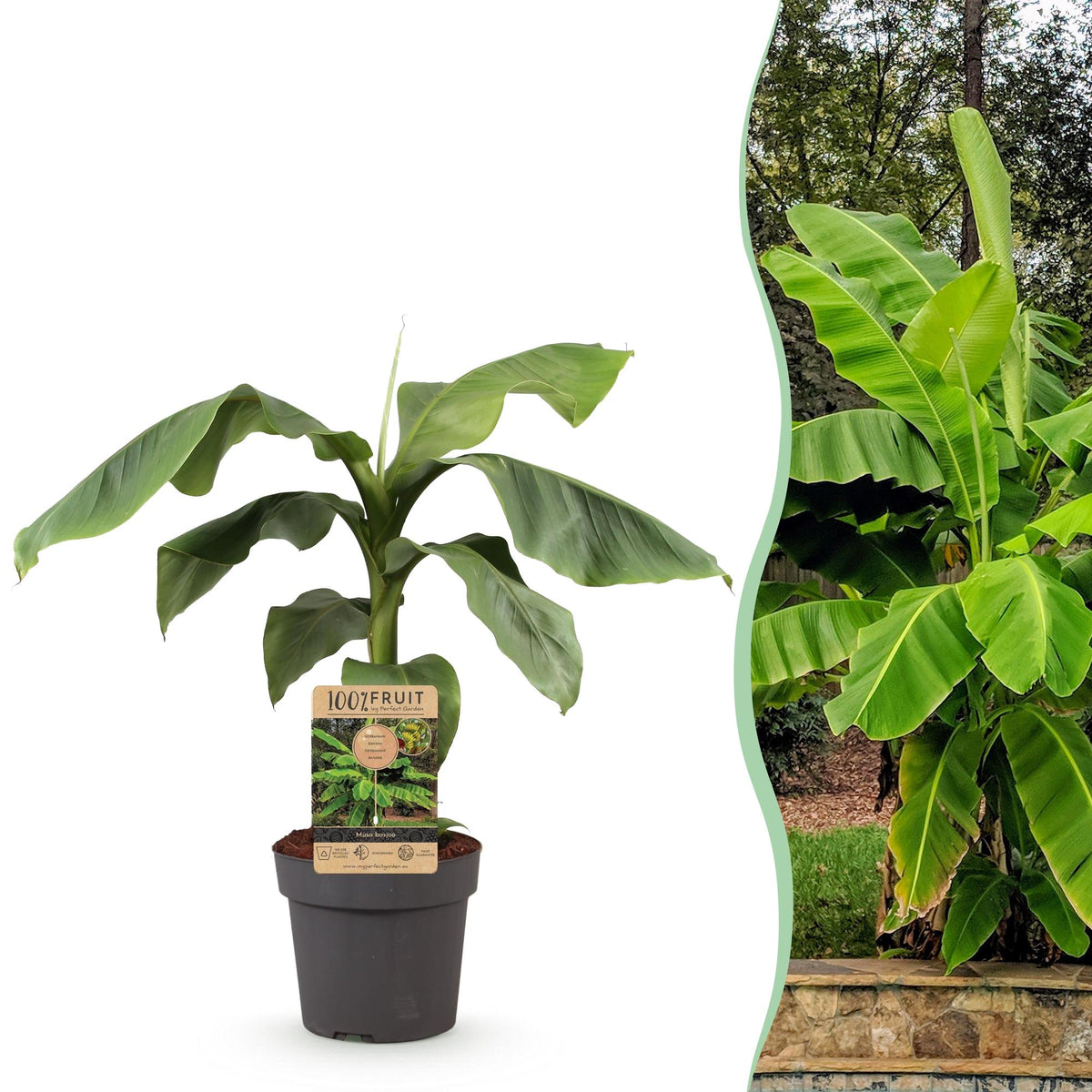 Green boutiQ - Fruitplant - Japanse vezelbanaan - Musa Basjoo - Winterhard - Kruka 21cm Hoogte 90cm