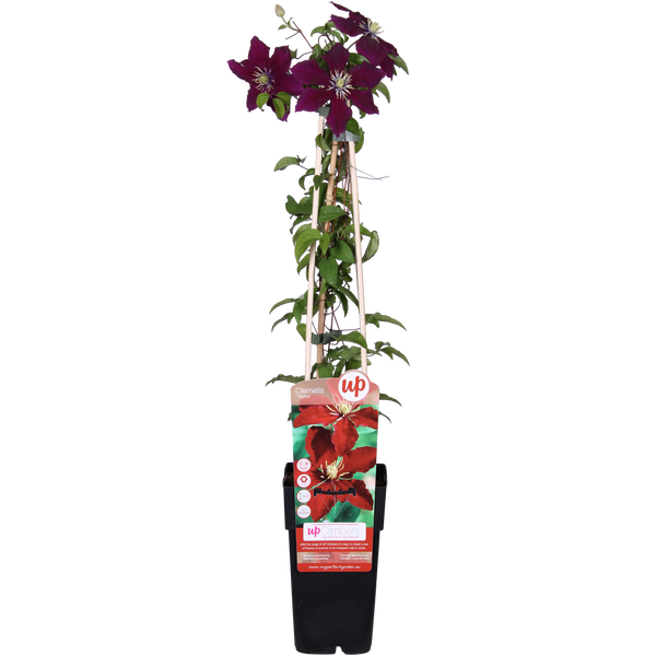 Clématite Niobe - Clématite rouge rubis - H 65 cm, pot Ø15 cm