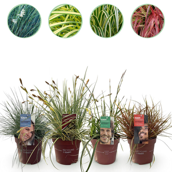 Green boutiQ - Siergrassen - 4 Växtn - Blauw - Geel - Groen - Rood - Bladhoudend - Weinig Onderhoud - Kruka 17cm Hoogte 50cm