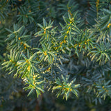 Green boutiQ - Haagväxtn - Taxus media Hilii - blad groen - 6 växtn - 1 strekkende meter - groenblijvend - kruka 17cm hoogte 60cm