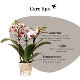 Orchidées Phalaenopsis blanches Mineral Gibraltar - lot de 2 ou 4 - pot Ø9 cm