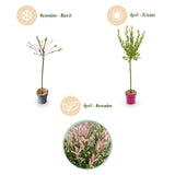 Saule crevette Flamingo - H 90-100 cm, pot Ø19 cm
