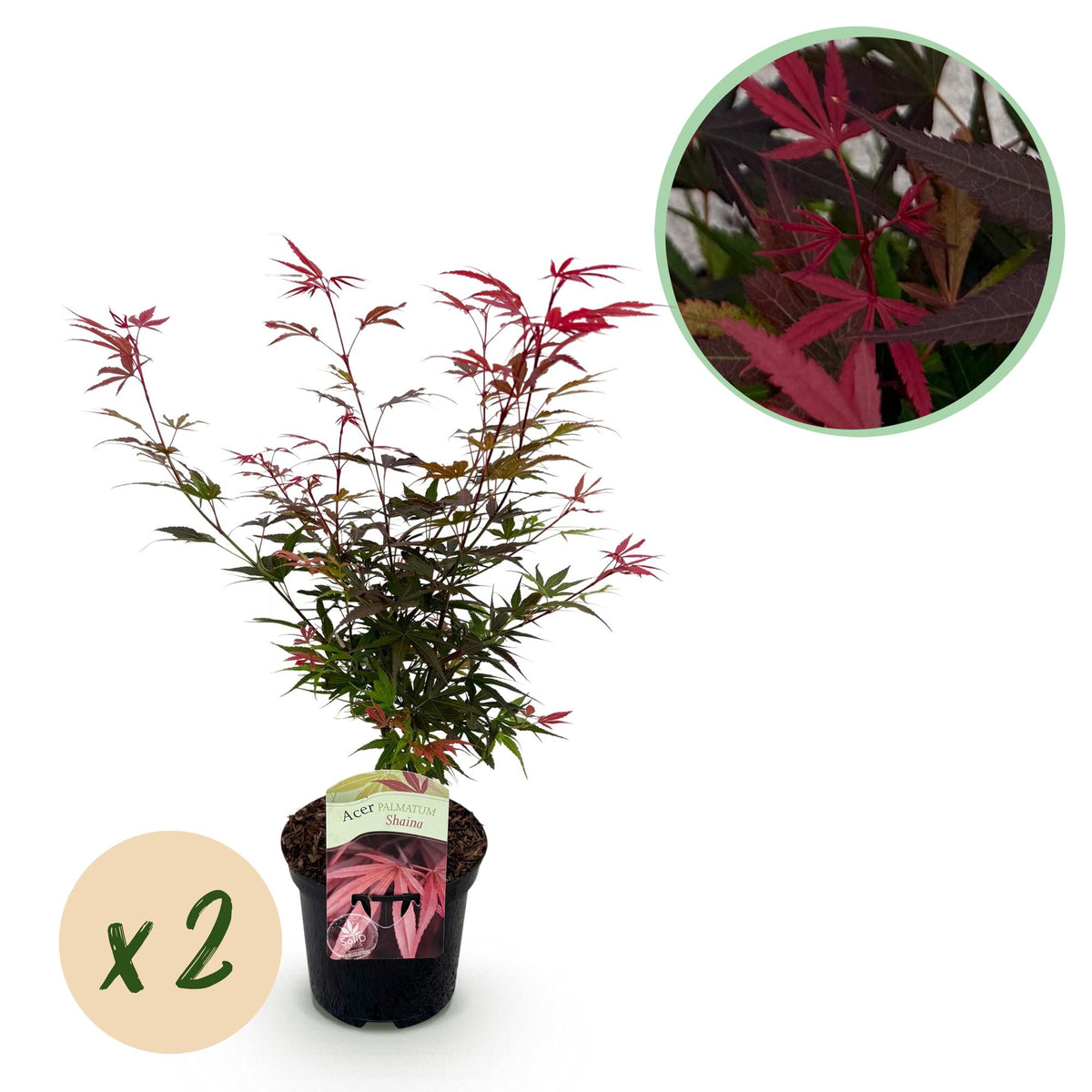 Green boutiQ - Terrasplant - Japanse Esdoorn - Acer palmatum Shaina - Rood - 2 Växtn - Bladverliezend - Kruka 19cm Hoogte 70cm