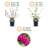 Green boutiQ - Tuinplant - Buddleja davidii Royal Red - Vlinderstruik - Winterhard - Rood - 3 Växtn - Kruka 17cm - Hoogte 45cm