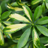 Green boutiQ - Kamerväxtn - Schefflera Gold Capelle - Vingerboom - Weinig onderhoud - Groen - goud - 1 Plant - met Potter Grijs - Kruka 21cm - Hoogte 70-80cm