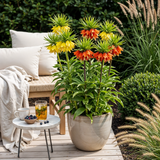 Green boutiQ - Bloembollen - Fritillaria Imperialis Mix - Kleur Geel i Oranje - 3 stuks - Bolmaat 18/20 - XXL Pack