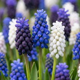 Muscari Magic en mélange - 400 bulbes