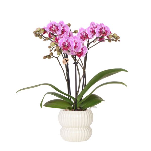 Orchidée Phalaenopsis rose et violette Diamond El Salvador avec cache-pot Horizon blanc - H 40 cm, pot Ø9 cm