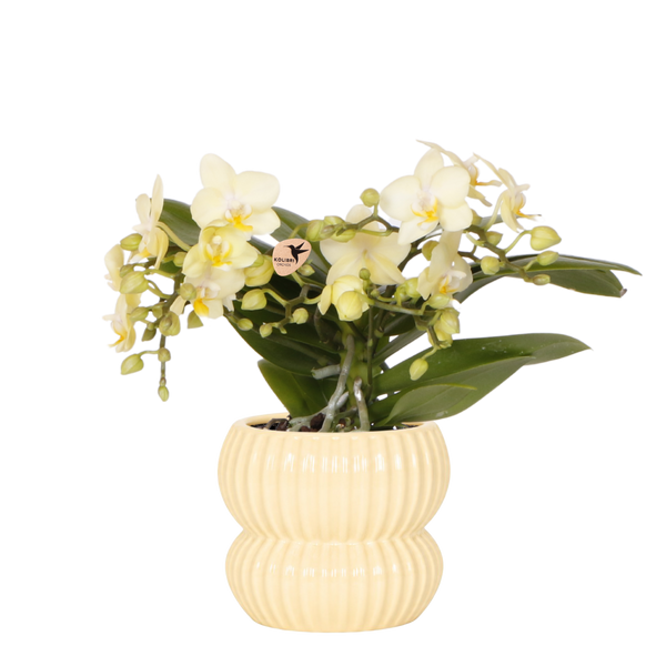 Orchidée Phalaenopsis jaune Botanic Yellow avec cache-pot Horizon jaune - H 30 cm, pot Ø9 cm