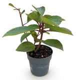 Green boutiQ - Tuinplant - Hydrangea panniculata Living Infinity - Pluimhortensia - Winterhard - Wit - 1 Plant - Kruka 12cm - Hoogte Hoogte 20-30cm