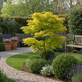 Green boutiQ - Terrasplant - Japanse Esdoorn - Acer palmatum Jordan - Geel - 2 Växtn - Bladverliezend - Kruka 19cm Hoogte 70cm