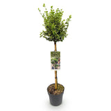 Green boutiQ - Tuinplant - Euonymus fortunei Emerald Gaiety - Plant op stam - Terras Plant - Bladhoudend - Weinig Onderhoud - Kruka 19cm Hoogte 90cm
