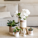 Kolibri Company | Växtnset Bamboo | Witte Amabilis orchidee Ø9cm + groene plant incl. keramieken sierpotten