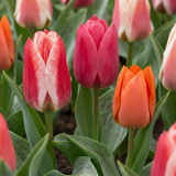 Tulipe de Greig en mélange