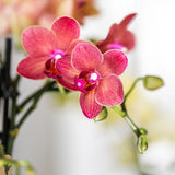 Kolibri Company | Växtnset Rode Phalaenopsis Orchidee Congo i Succulenten incl. keramieken Berry sierpotten