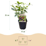 Green boutiQ - Vlinderstruik - Buddleja davidii Empire Blue- Bloem Blauw - 1 Plant - Bladverliezend - Vlinderlokkend -  Kruka 17cm Hoogte 25cm