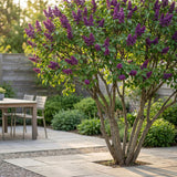 La Green Touch - Trädgårdsväxt - Syringa vulgaris Ludwig Spath - Vanlig Syrén - Frosthart - Lila - 1 Plant - Kruka 17cm - Höjd 45cm