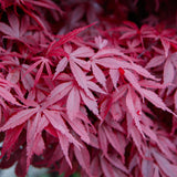 Green boutiQ - Terrasplant - Japanse Esdoorn - Acer palmatum Skeetsers Broom - Paars - 2 Växtn - Bladverliezend - Kruka 19cm Hoogte 70cm