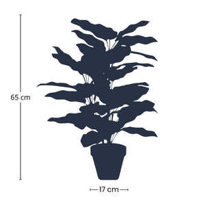 Calathea makoyana artificiel i kruka h65cm