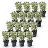 Kit haie Houx japonais Convexa - H 20-30 cm, pot Ø9 cm