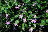 Grande pervenche en godet - Vinca major - H 10-25 cm, pot Ø9 cm - photo 6