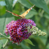 Green boutiQ - Vlinderstruik - Buddleja davidii Flower Power - Bloem Oranje Paars - 3 Växtn - 1m2 - Bladverliezend - Vlinderlokkend -  Kruka 17cm Hoogte 30cm