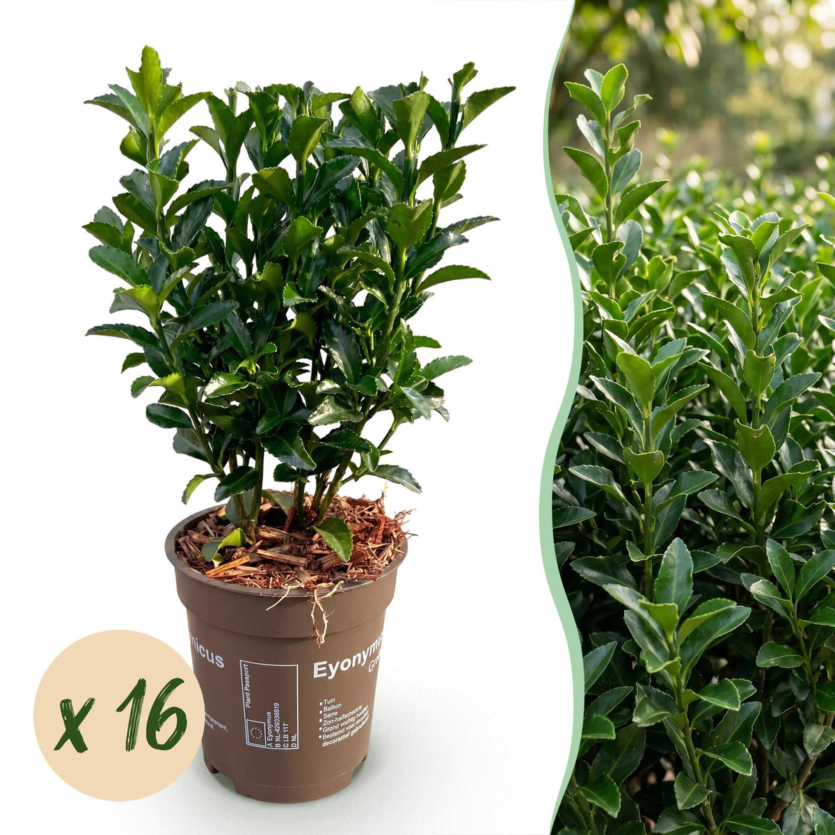 Kit haie Fusain du Japon Green Spire - H 20-25 cm, pot Ø9 cm