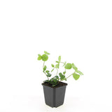Grande pervenche en godet - Vinca major - H 10-25 cm, pot Ø9 cm - photo 3