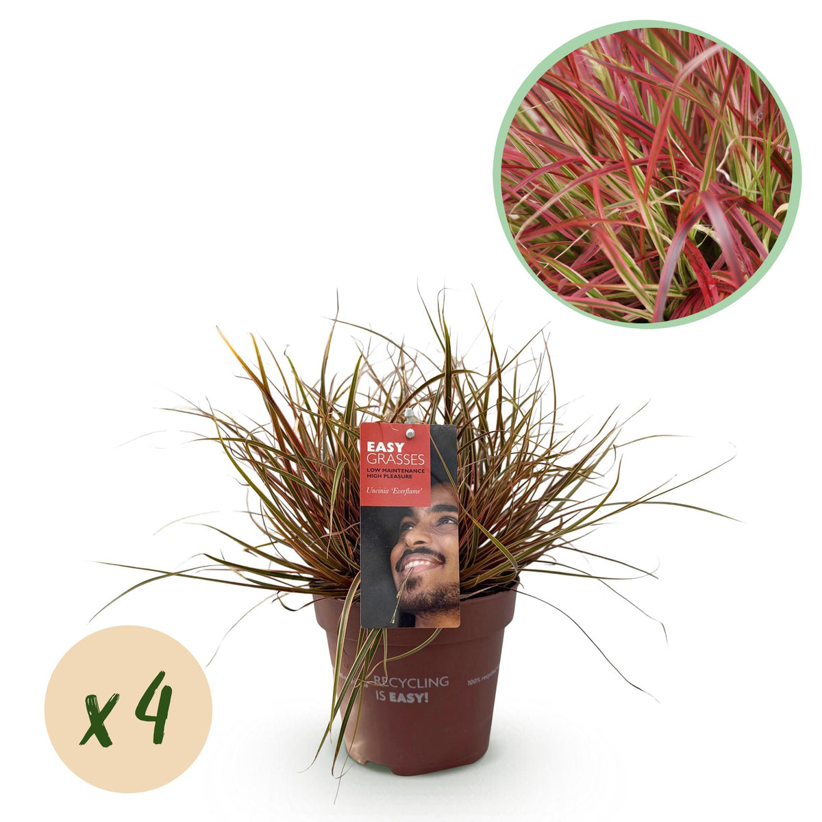 Green boutiQ - Siergrassen - Uncinia rubra Everflame  - Rood - 4 Växtn - Bladhoudend - Weinig Onderhoud - Kruka 17cm Hoogte 50cm