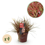 Green boutiQ - Siergrassen - Uncinia rubra Everflame  - Rood - 4 Växtn - Bladhoudend - Weinig Onderhoud - Kruka 17cm Hoogte 50cm